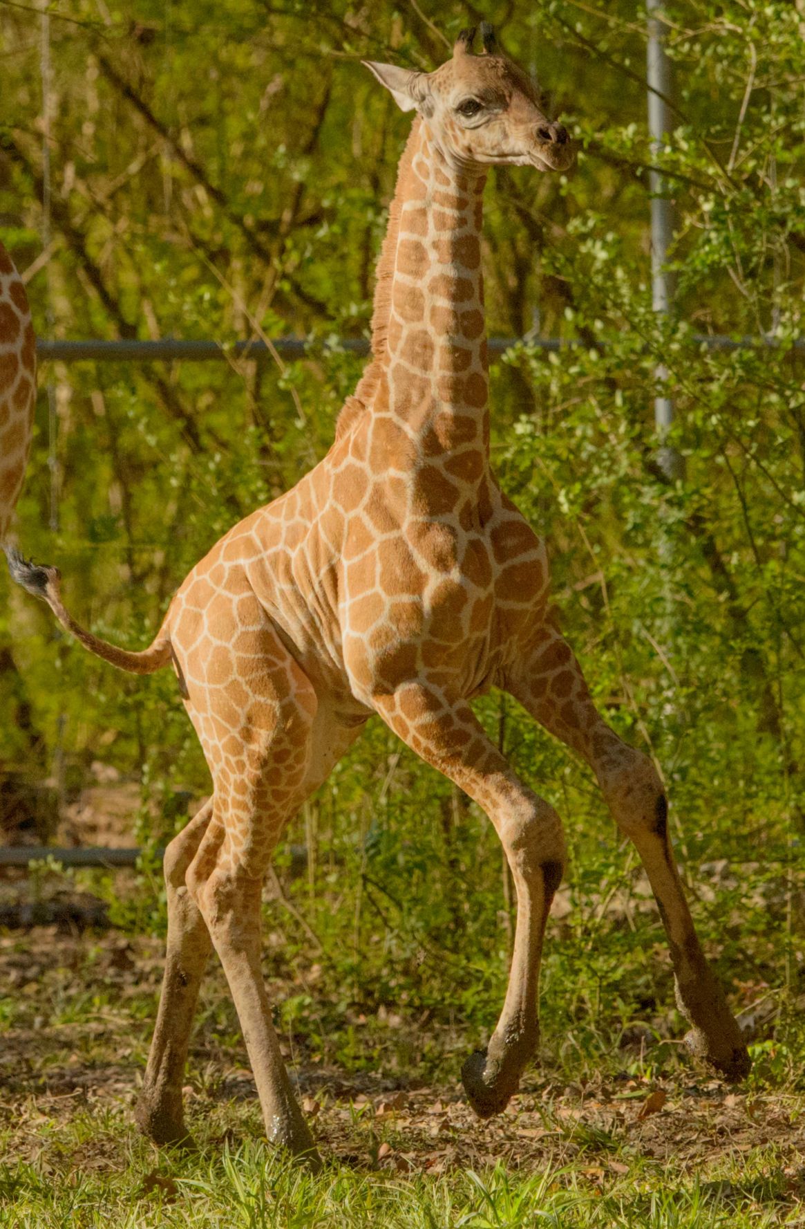 no.babygiraffe.030318.009